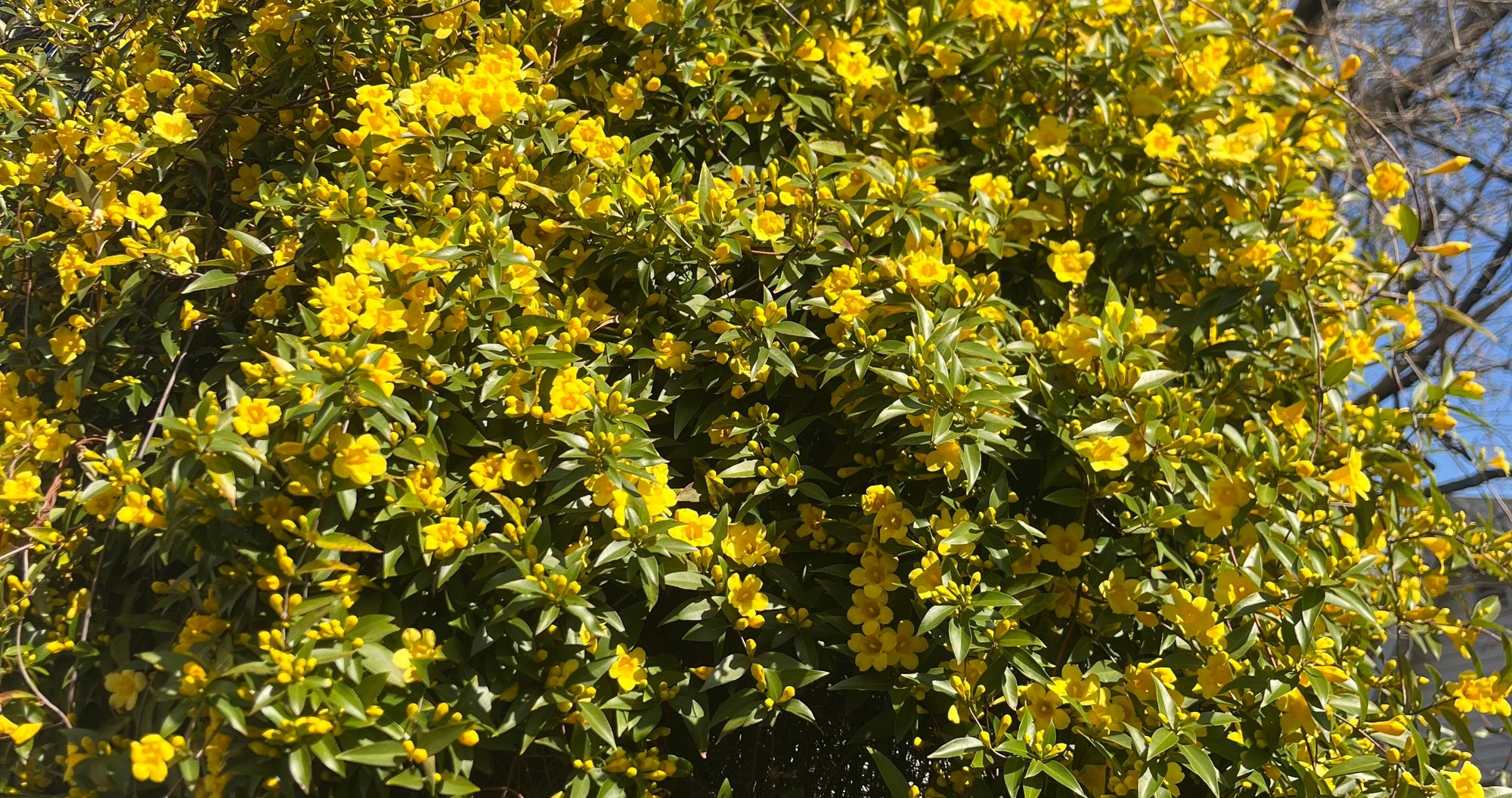 4 Reasons to Love Native Plants
