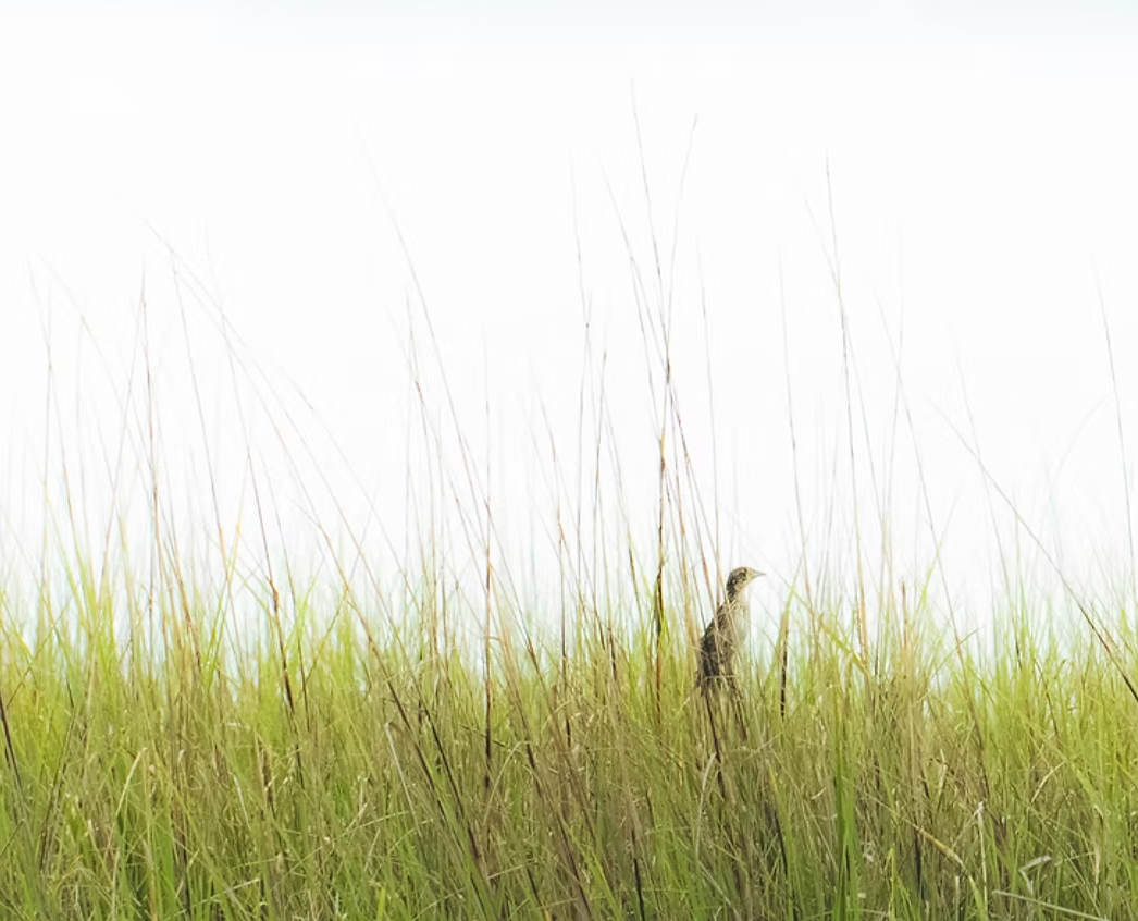 Understanding 10 Years of The Paris Agreement