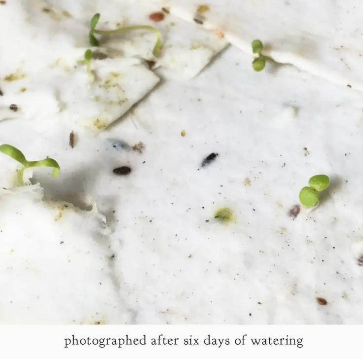 Plantable Holiday Cards